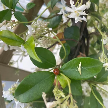 Beb Homa Couette-café