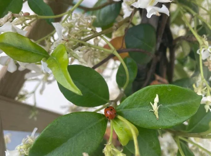 Beb Homa Bed and breakfast